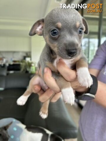 Mini Foxie Puppies 3 boys left 2 natural bobtail, 1 full tail solid blue - photo 2 of 9