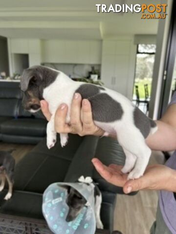 Mini Foxie Puppies 3 boys left 2 natural bobtail, 1 full tail solid blue - photo 5 of 9