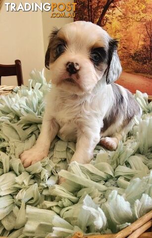 Cavalier King Charles Spaniel Pups