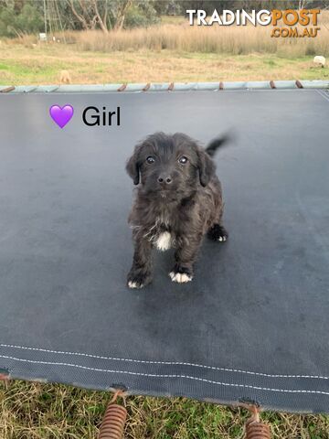Toy labradoodle x Jack Russell