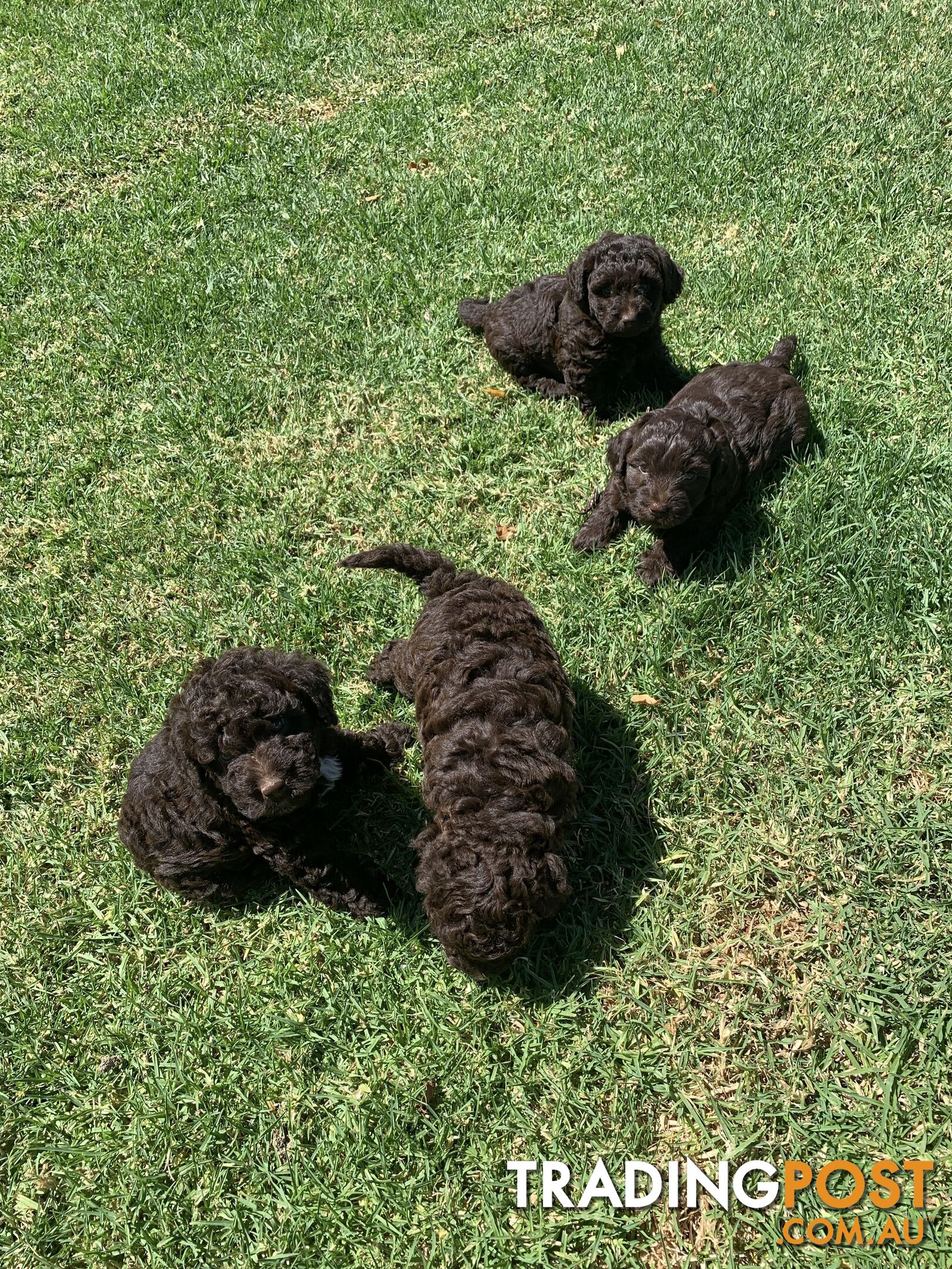 Adorable chocolate teddy bears