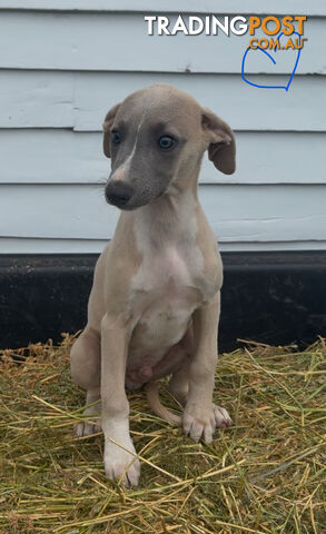 Beautiful pure bred Whippets