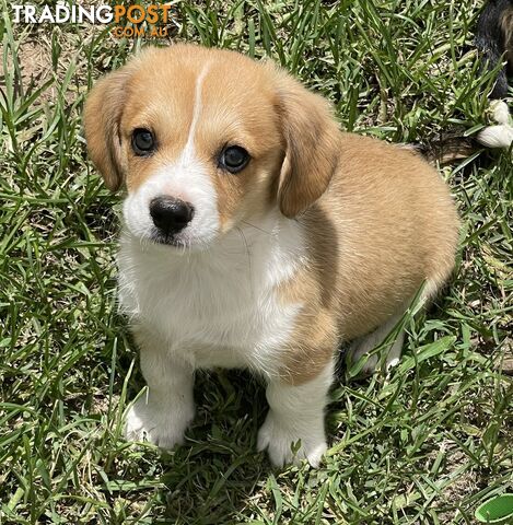 Corgi x Cavalier puppies