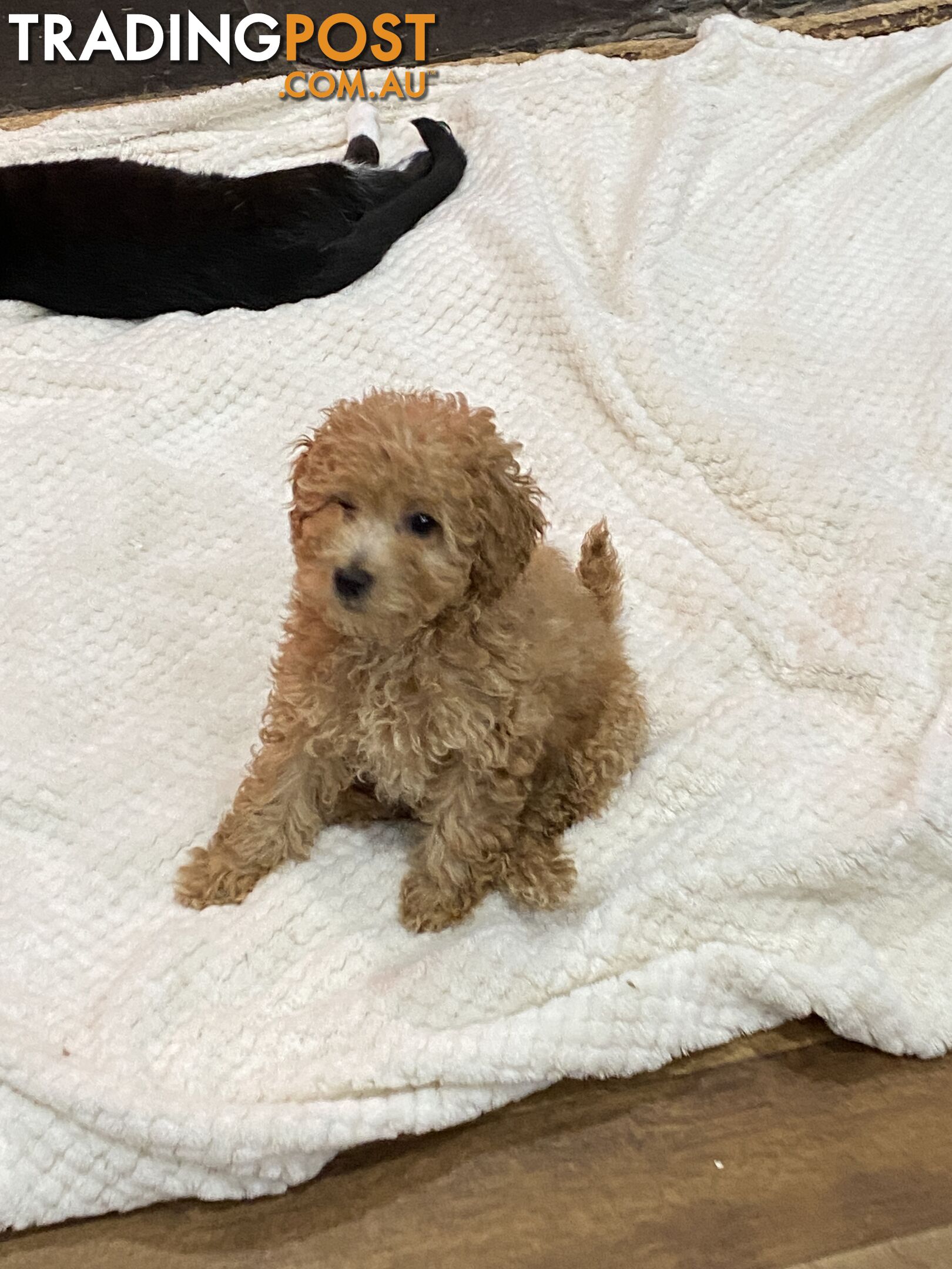 Toy poodle puppies