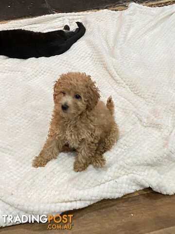 Toy poodle puppies