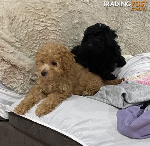 Toy poodle puppies