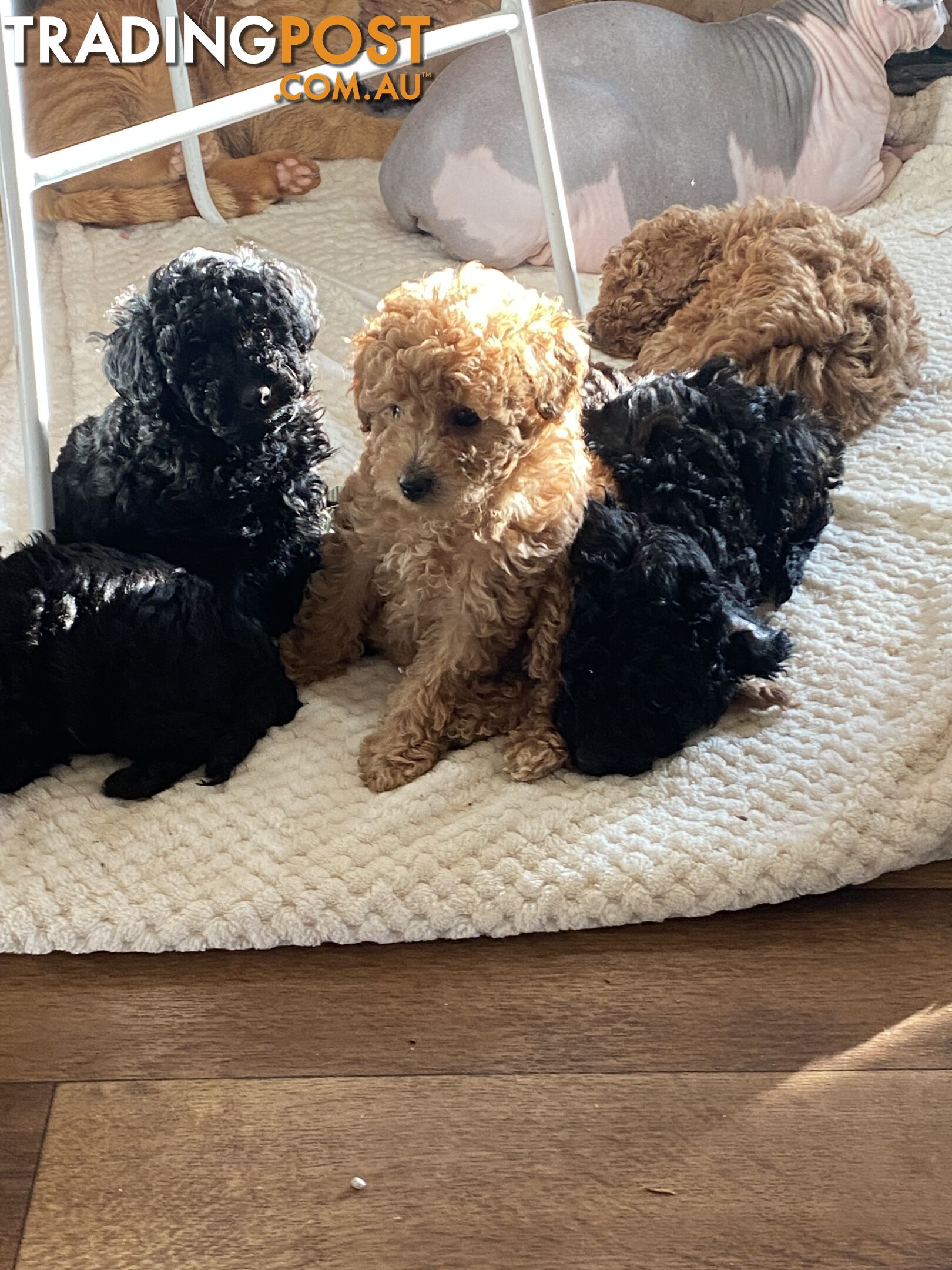 Toy poodle puppies