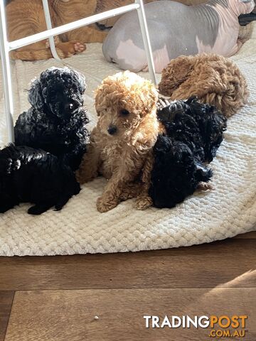 Toy poodle puppies