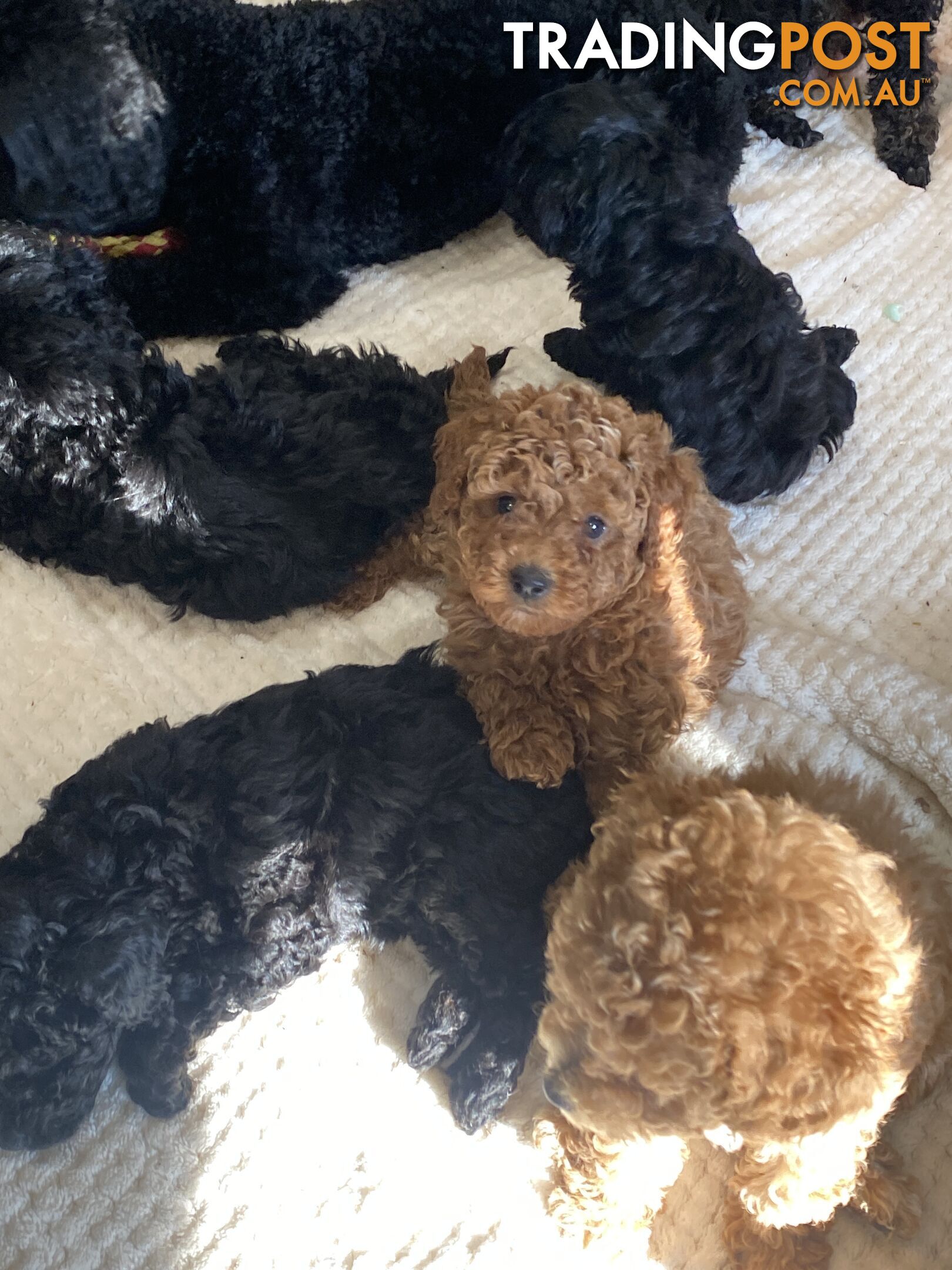 Toy poodle puppies