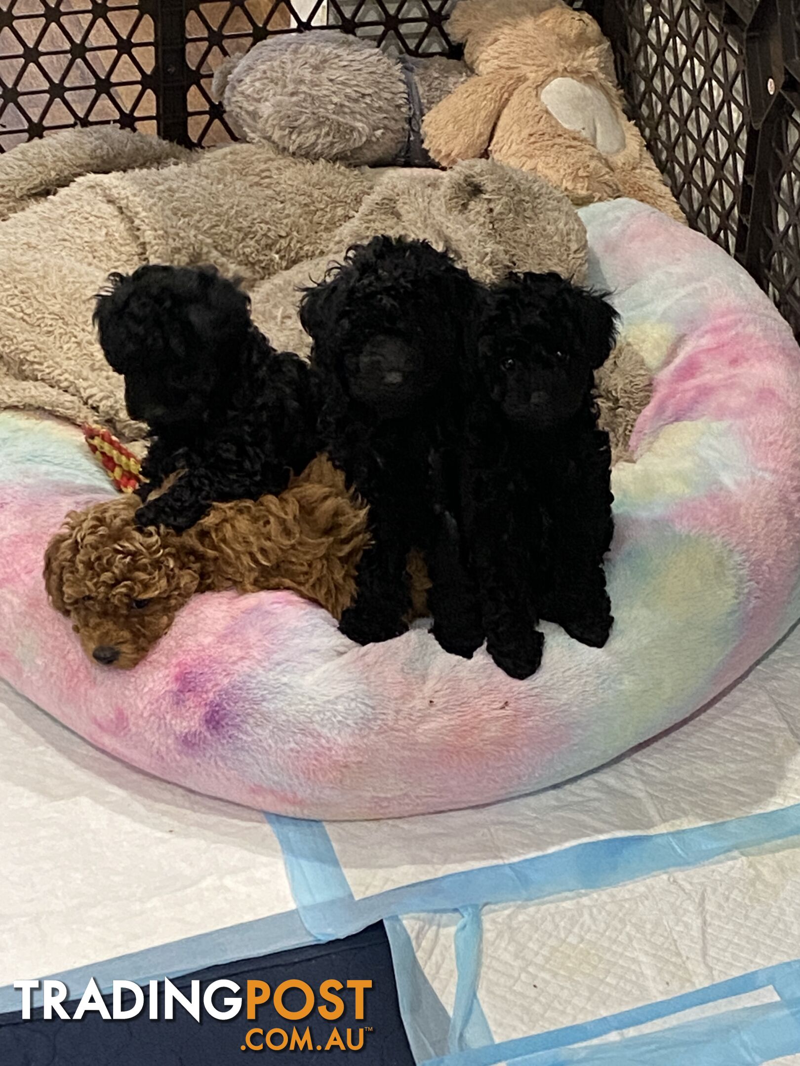 Toy poodle puppies