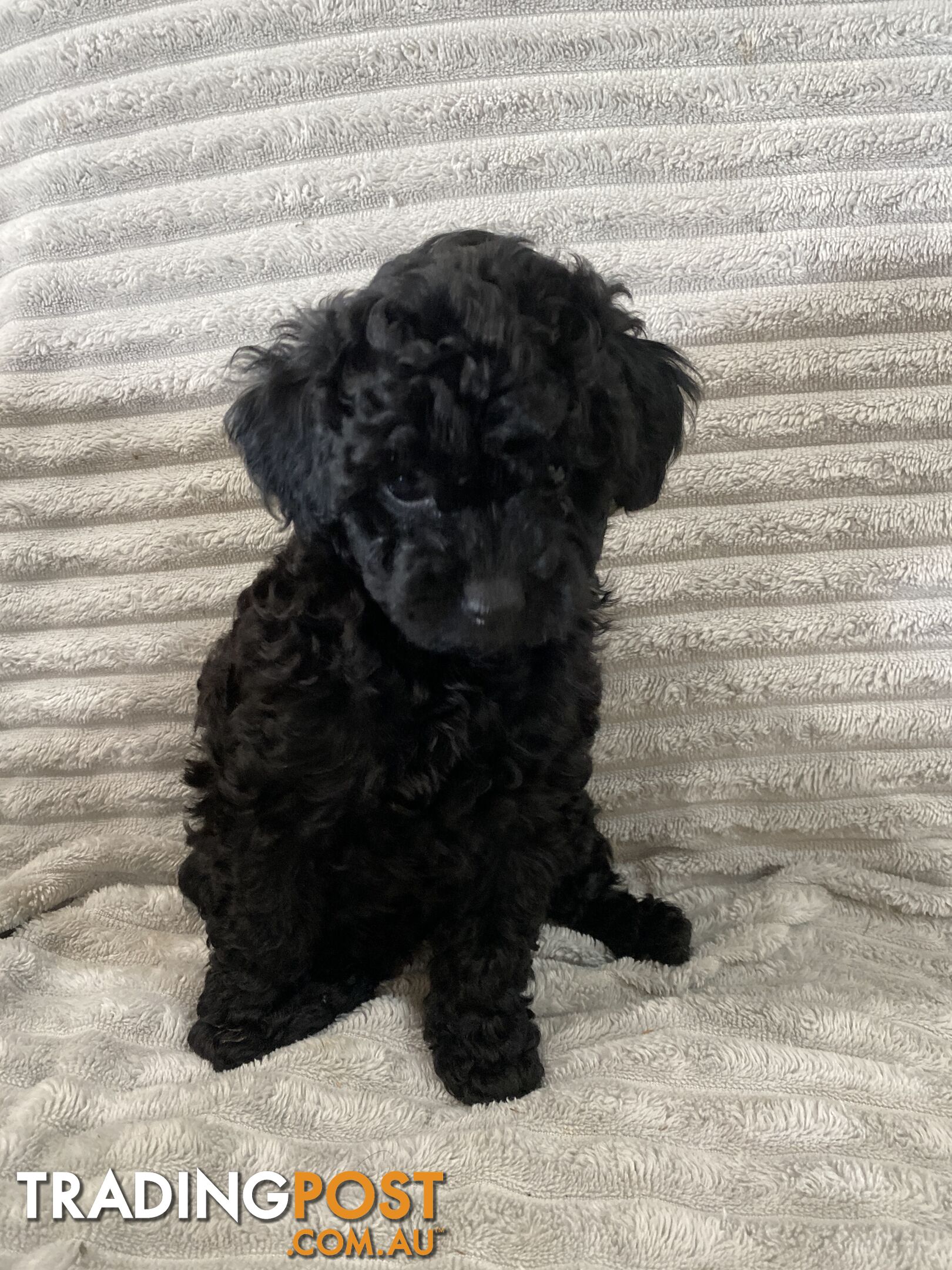 Toy poodle puppies