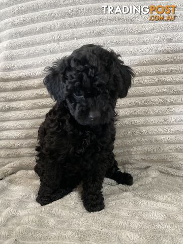 Toy poodle puppies