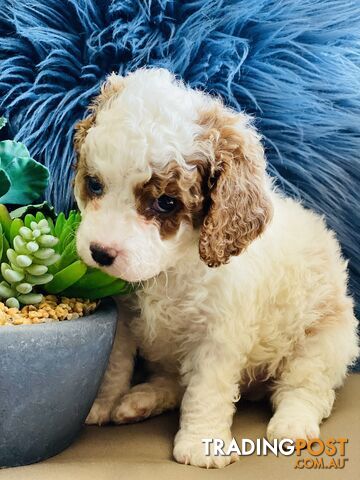 Blenheim Boy Girl F2 Cavoodles Available Ready 10th May