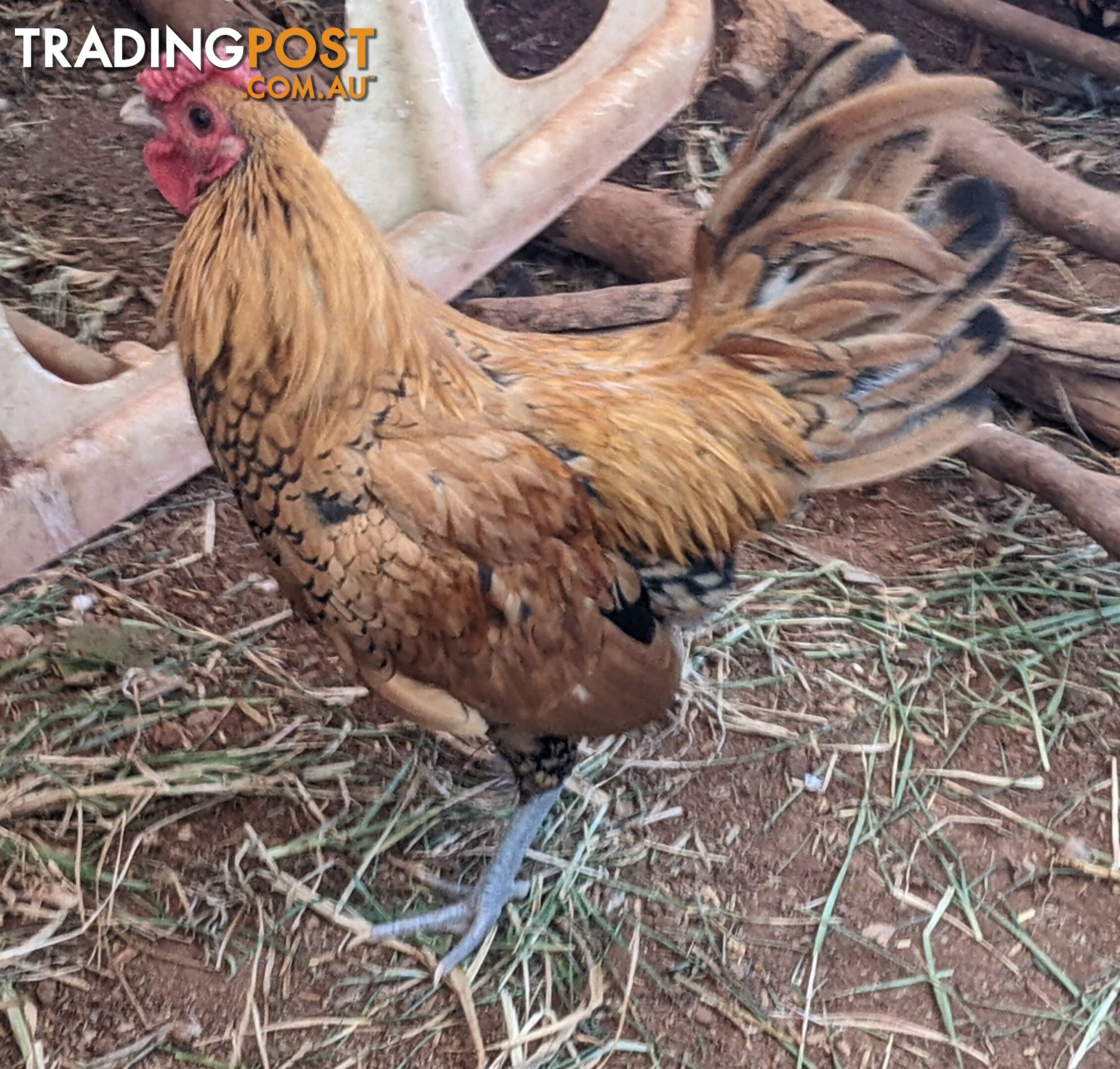 Bantam Rooster Sebright