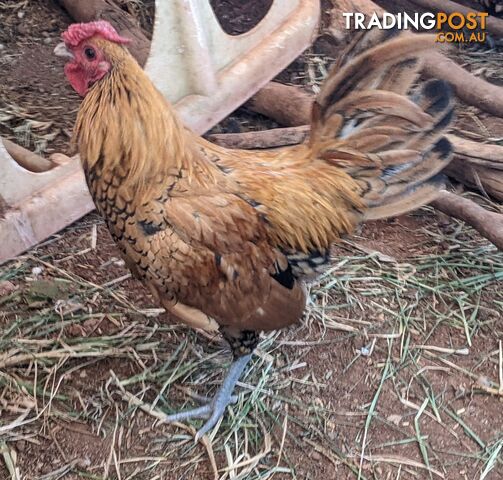 Bantam Rooster Sebright