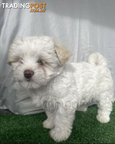 Maltese shih tzu