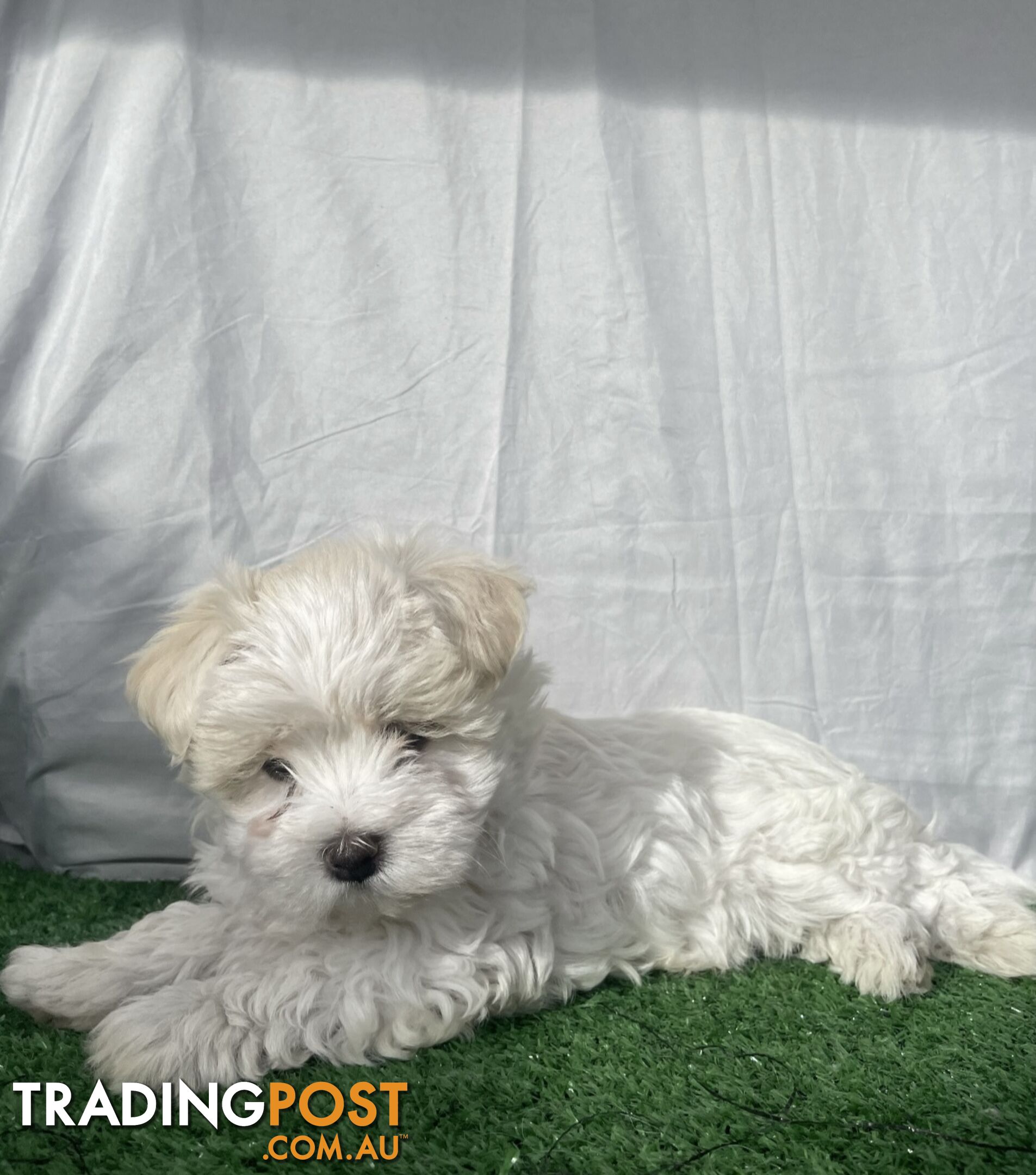 Maltese shih tzu