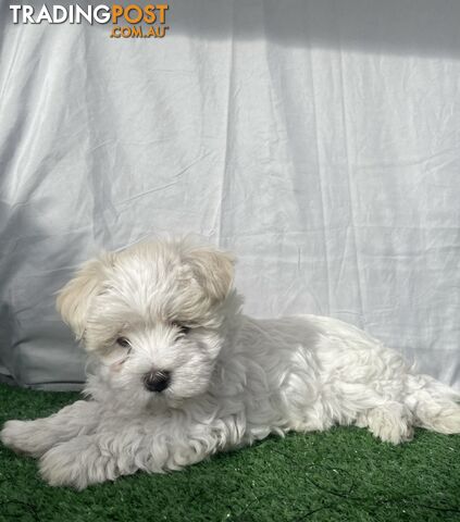 Maltese shih tzu