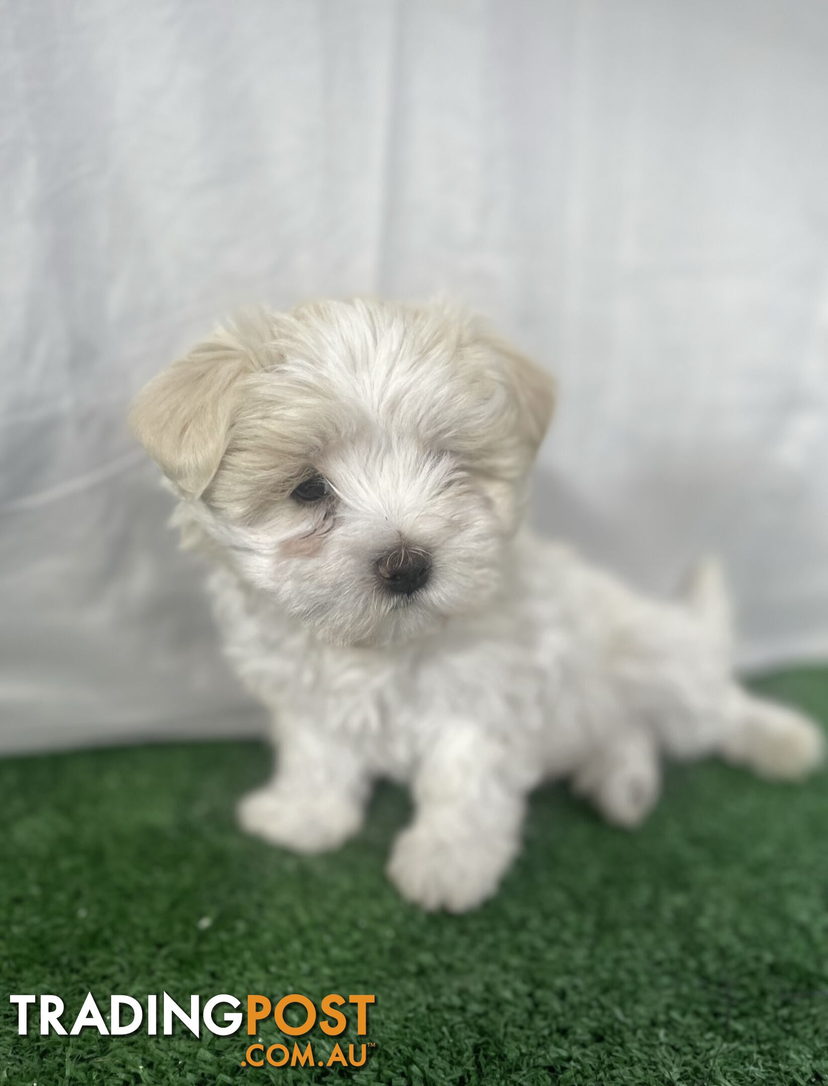 Maltese shih tzu