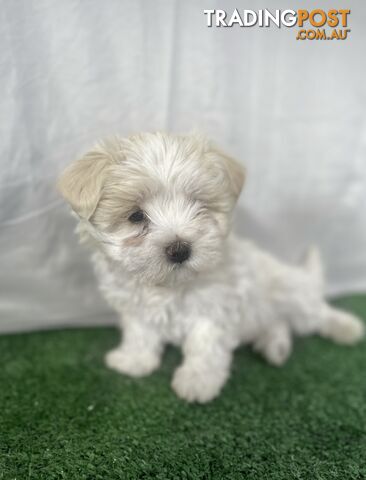 Maltese shih tzu