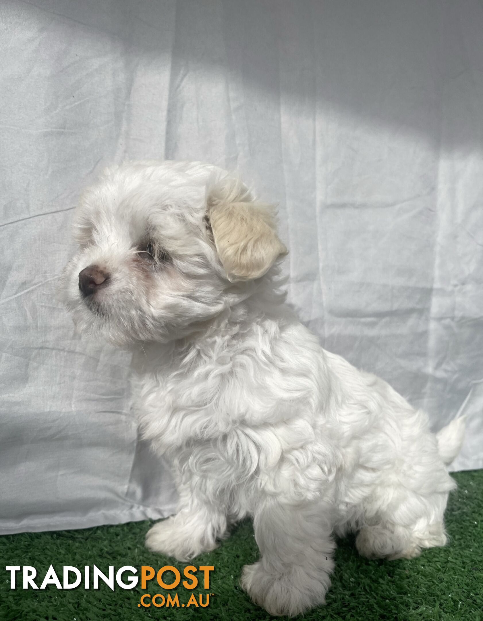 Maltese shih tzu