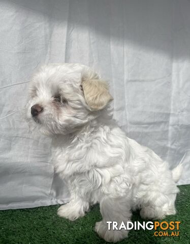 Maltese shih tzu