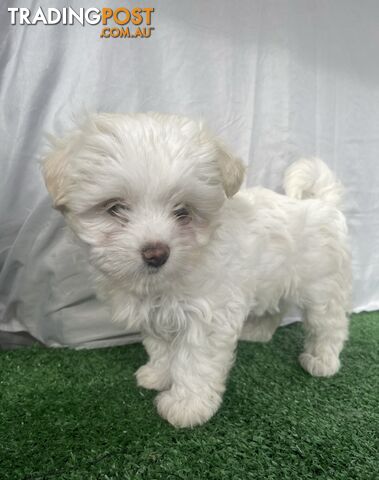 Maltese shih tzu