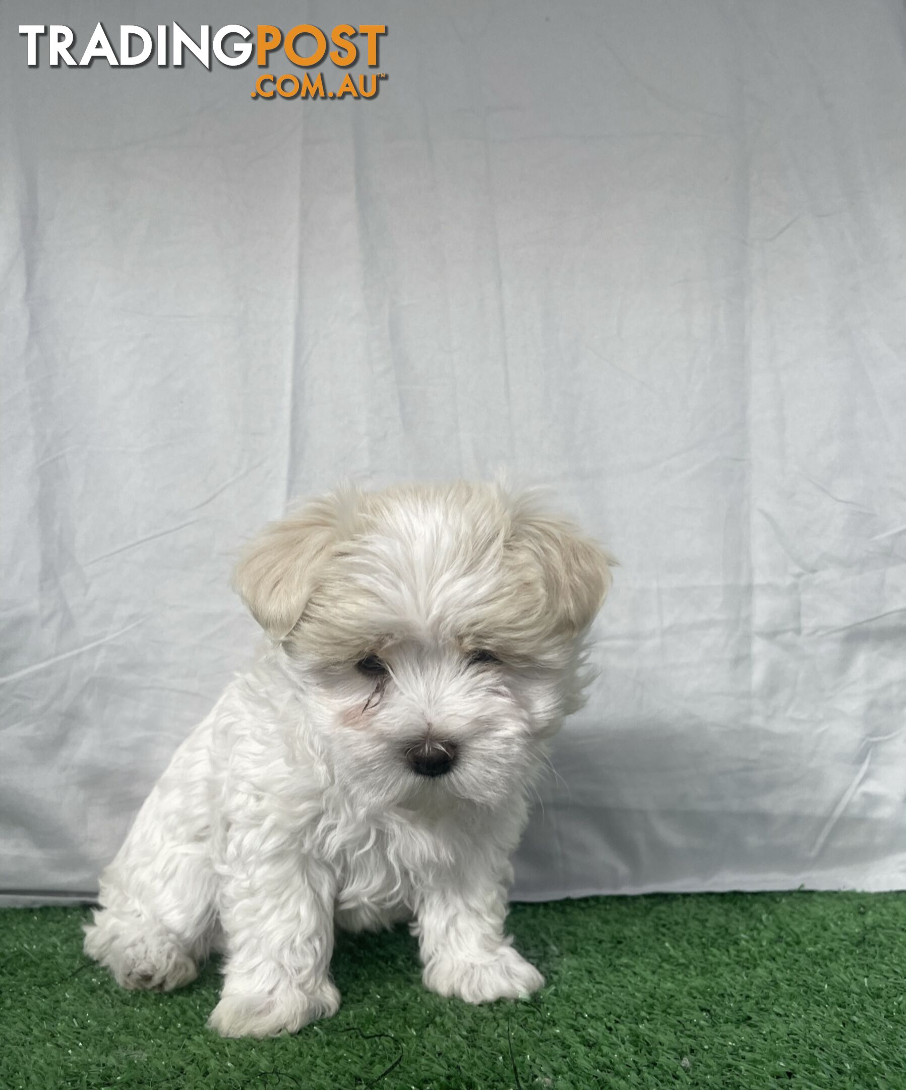 Maltese shih tzu