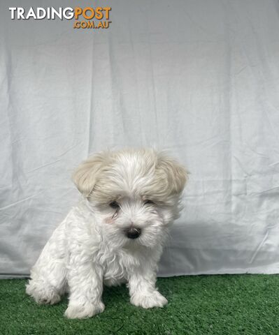 Maltese shih tzu