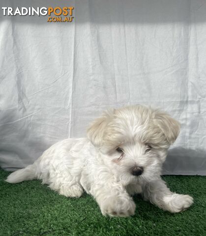 Maltese shih tzu