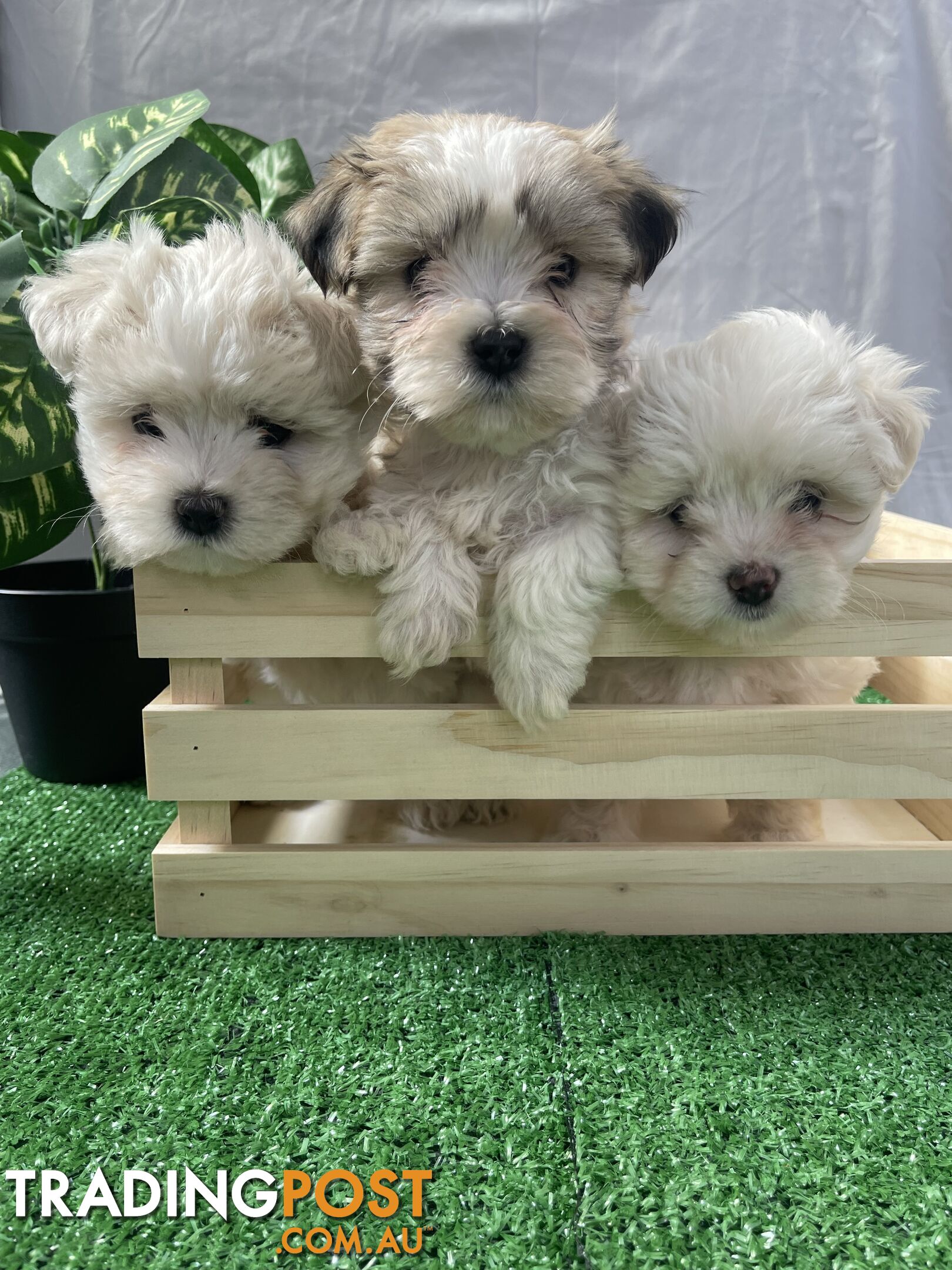 Maltese shih tzu