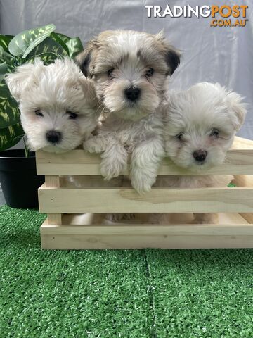 Maltese shih tzu