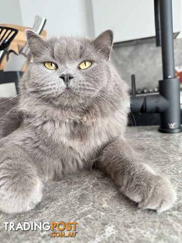 2 male British long hair cats