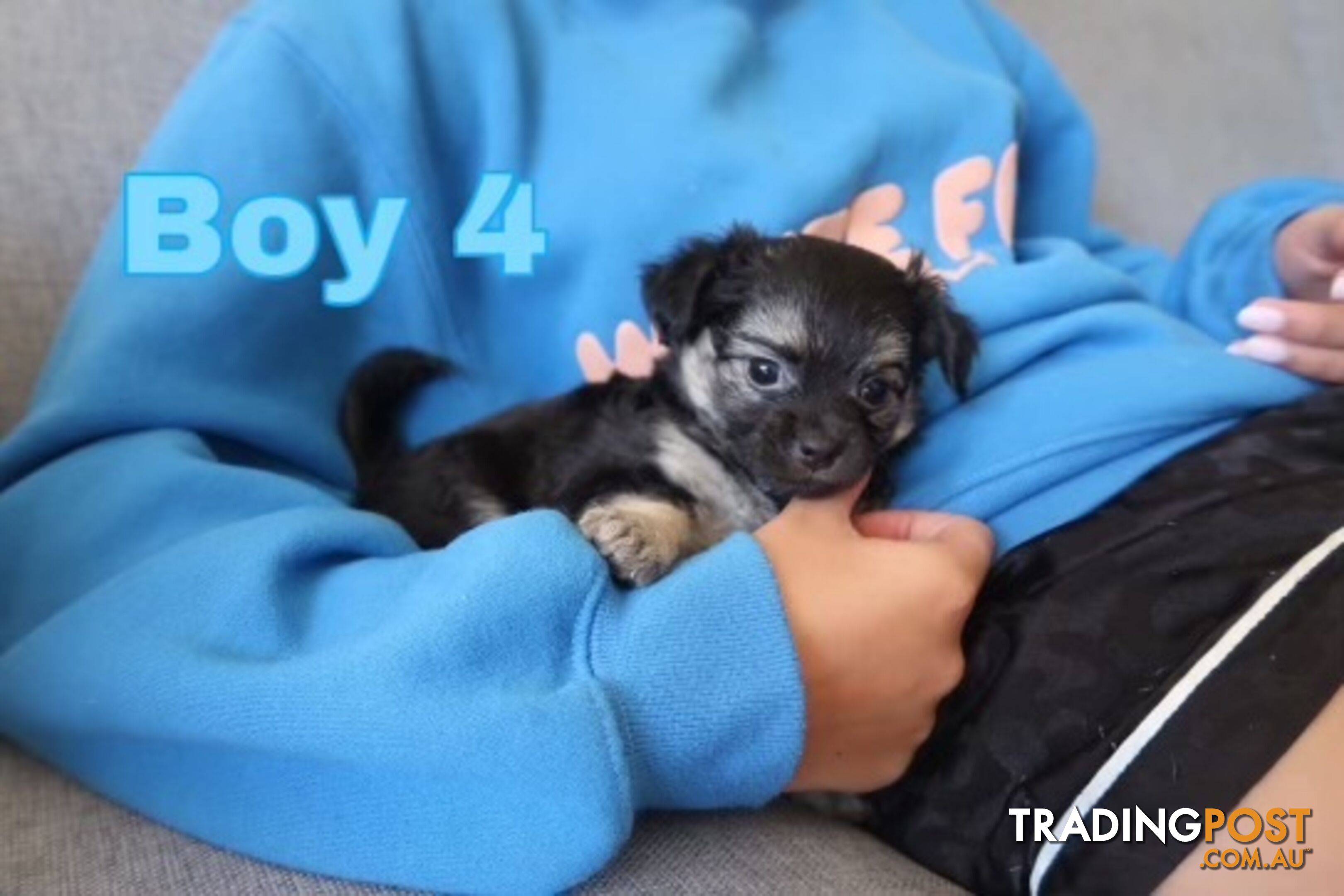 Chihuahua Puppies