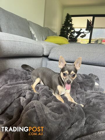 Chihuahua Blue