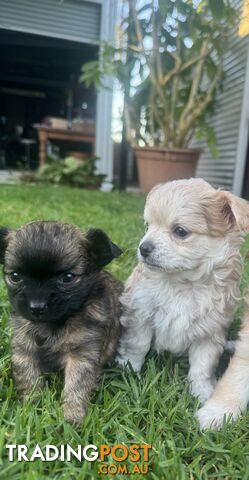 Apple head chihuahua puppies