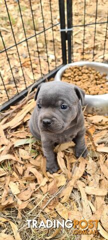 PEDIGREE-BLUE-ENGLISH-STAFFY-PUPPIES-PUREBRED