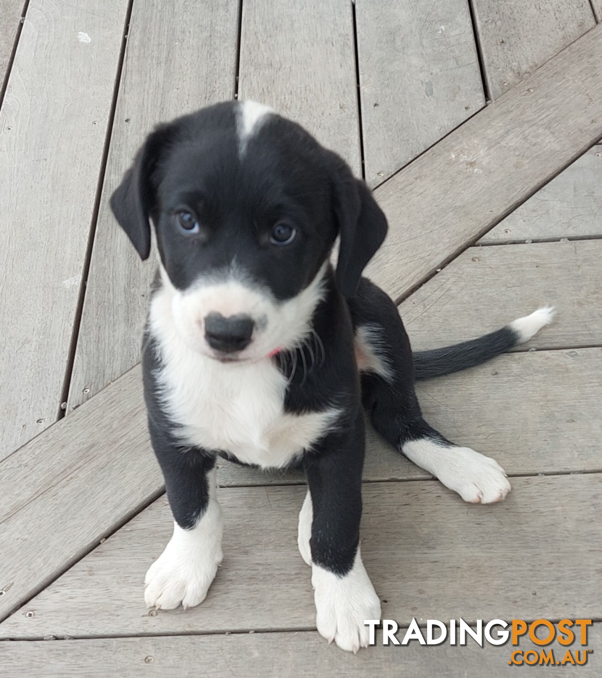 BORDER COLLIE PUPPIES