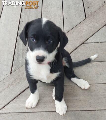 BORDER COLLIE PUPPIES