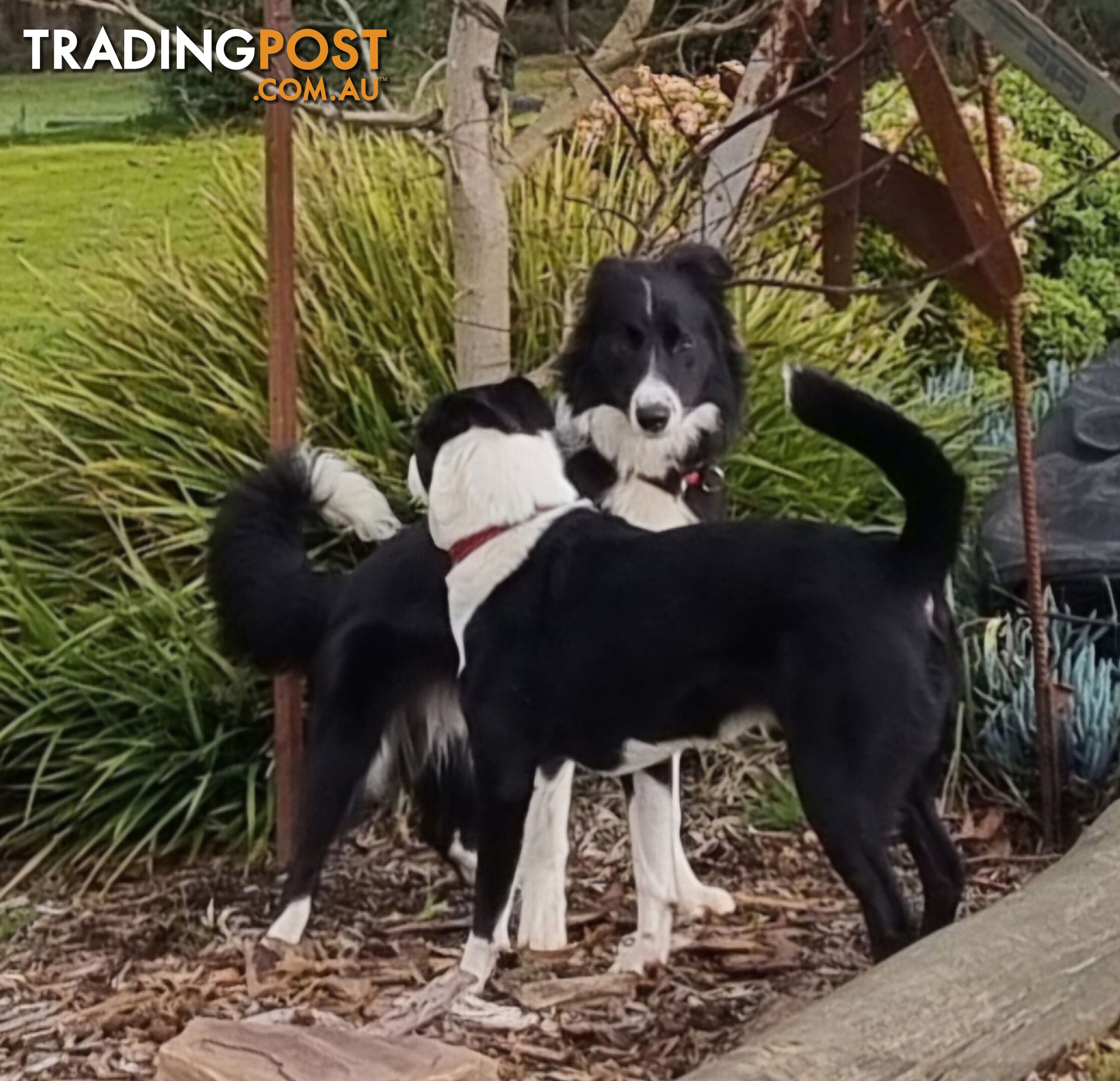 BORDER COLLIE PUPPIES