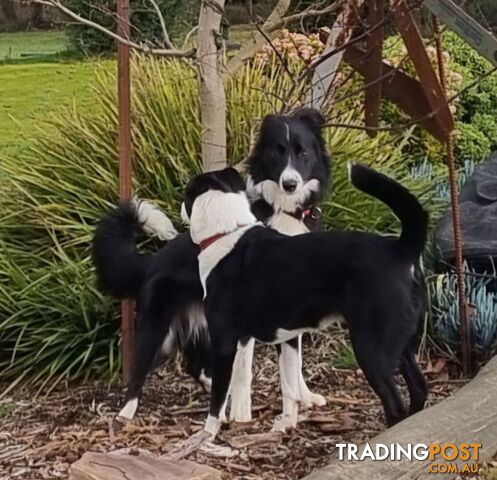 BORDER COLLIE PUPPIES