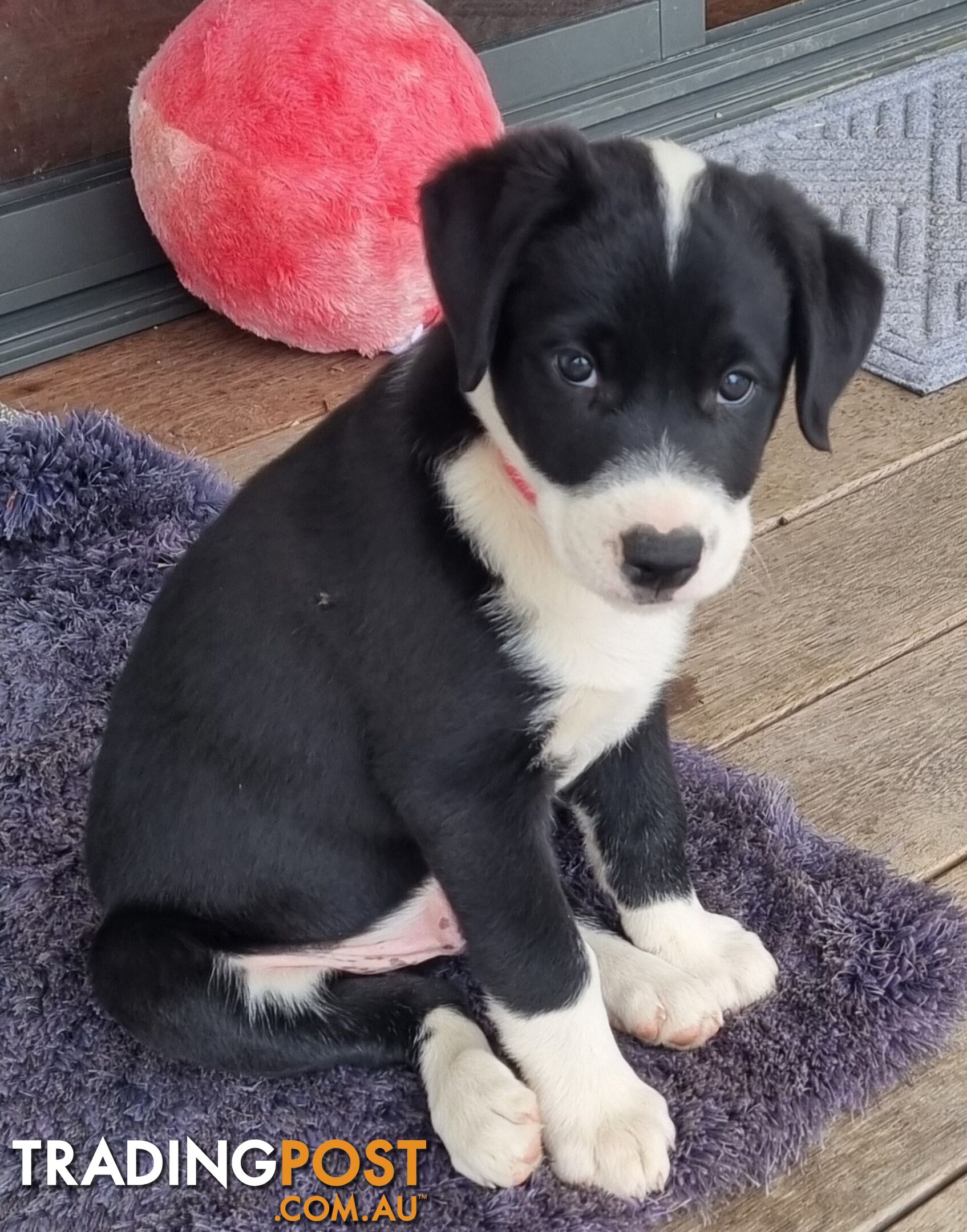 BORDER COLLIE PUPPIES