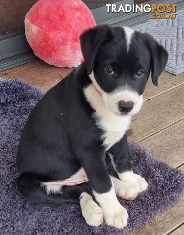 BORDER COLLIE PUPPIES