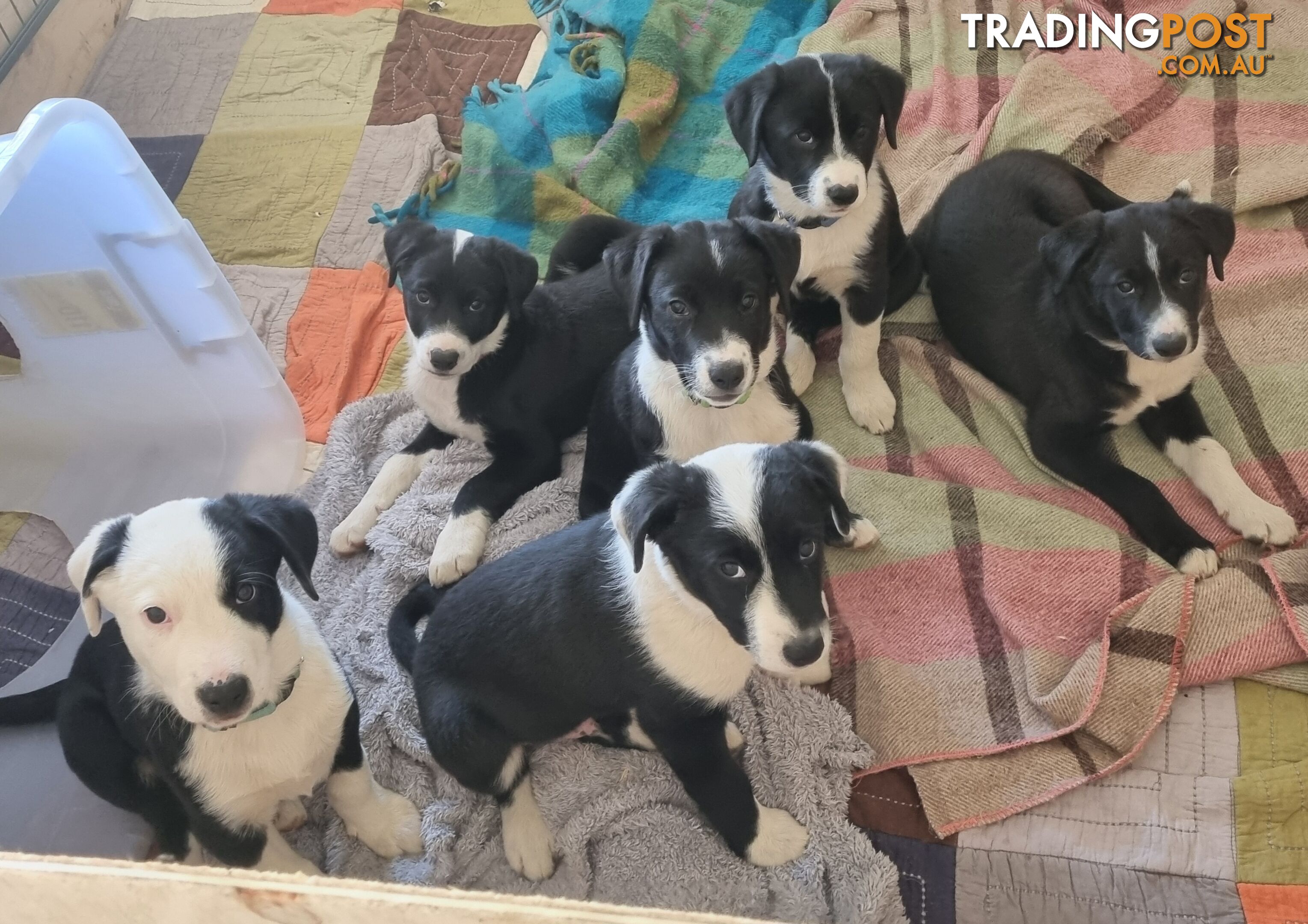 BORDER COLLIE PUPPIES