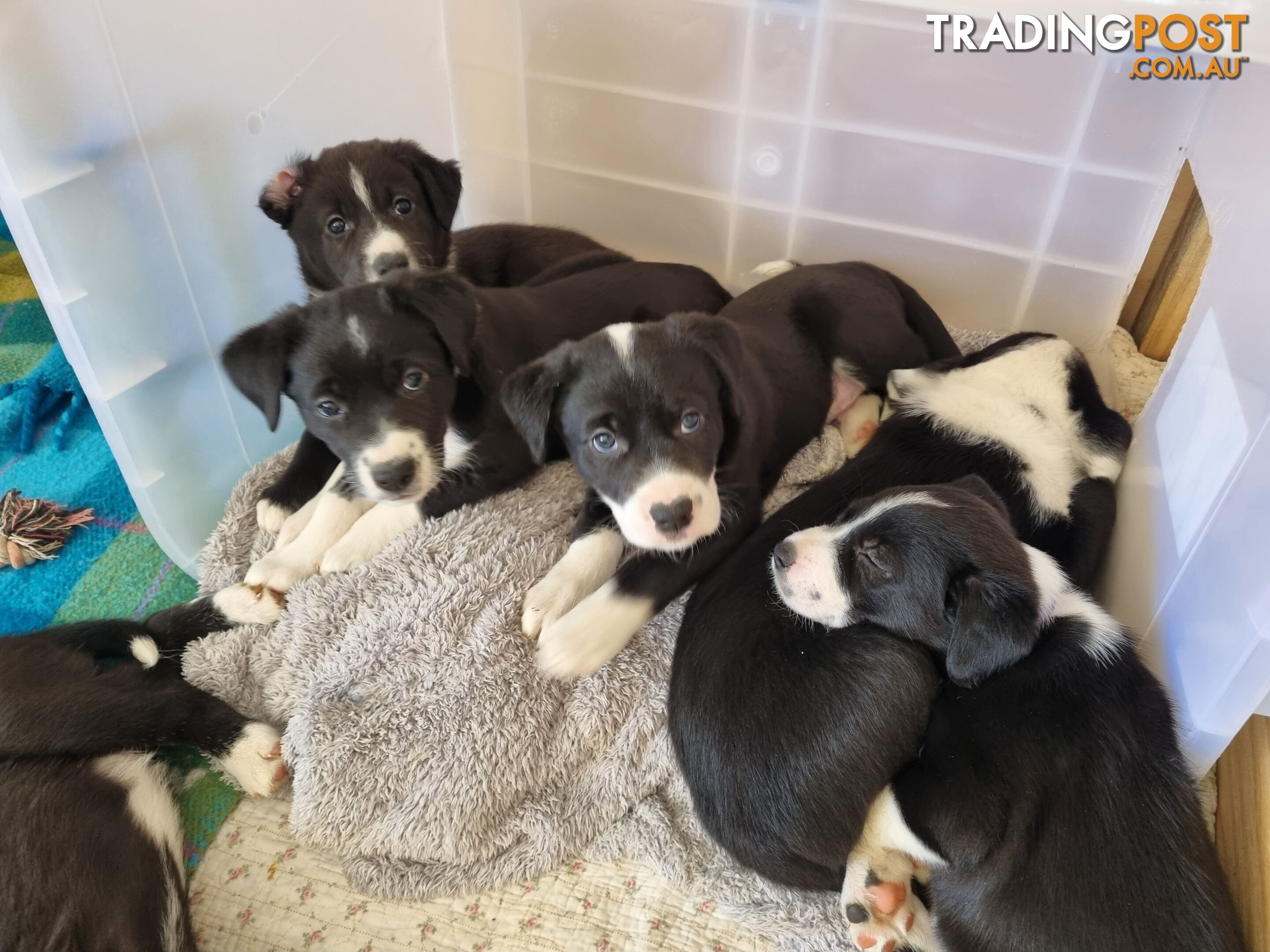 BORDER COLLIE PUPPIES