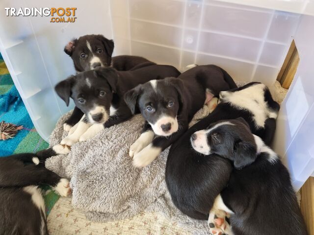 BORDER COLLIE PUPPIES