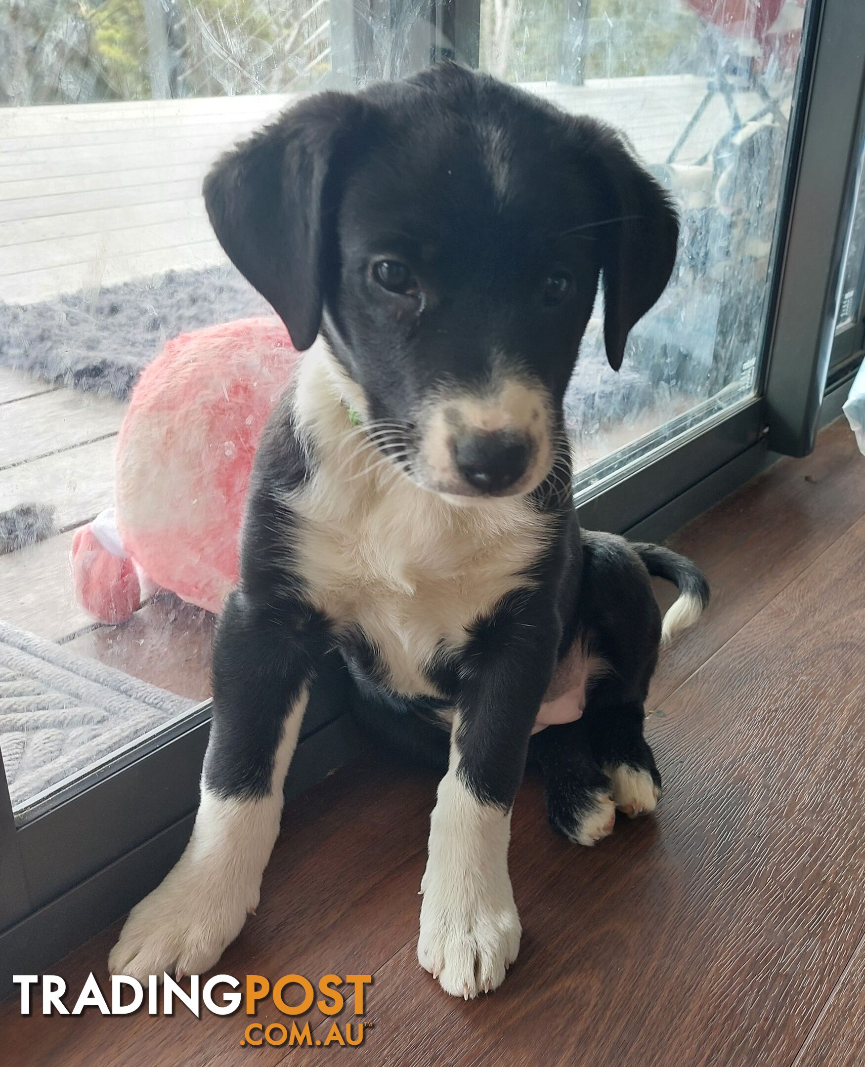 BORDER COLLIE PUPPIES