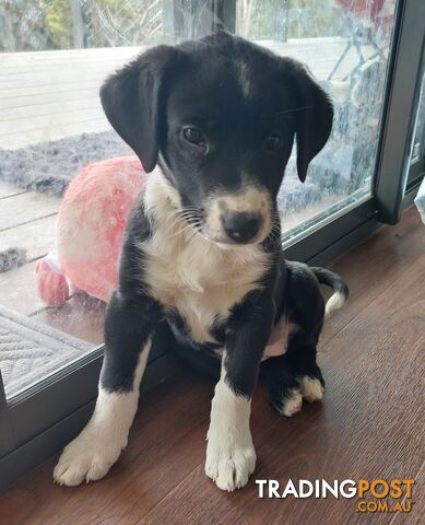 BORDER COLLIE PUPPIES