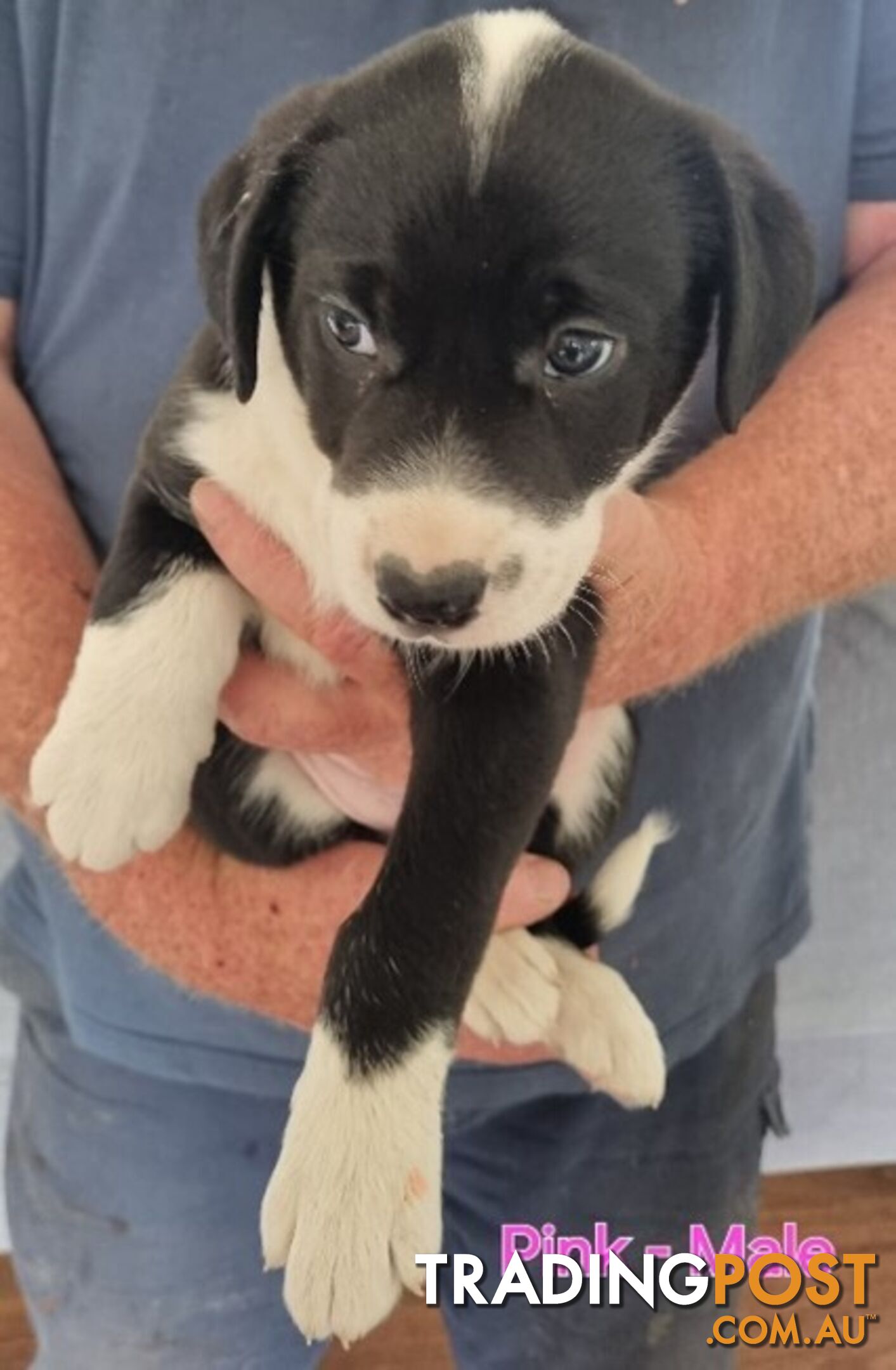 BORDER COLLIE PUPPIES