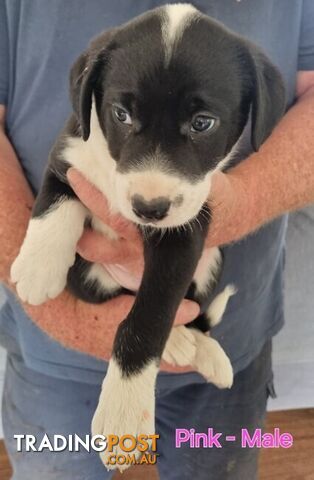 BORDER COLLIE PUPPIES